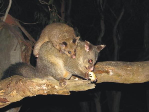 Bimbi Park - Camping Under Koalas Cape Otway Esterno foto