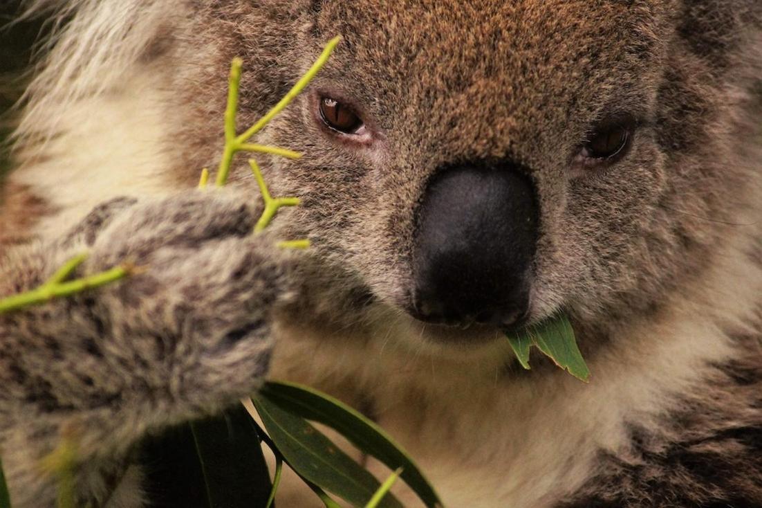Bimbi Park - Camping Under Koalas Cape Otway Esterno foto