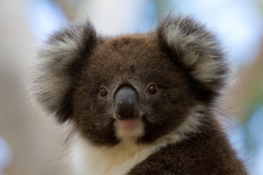 Bimbi Park - Camping Under Koalas Cape Otway Esterno foto
